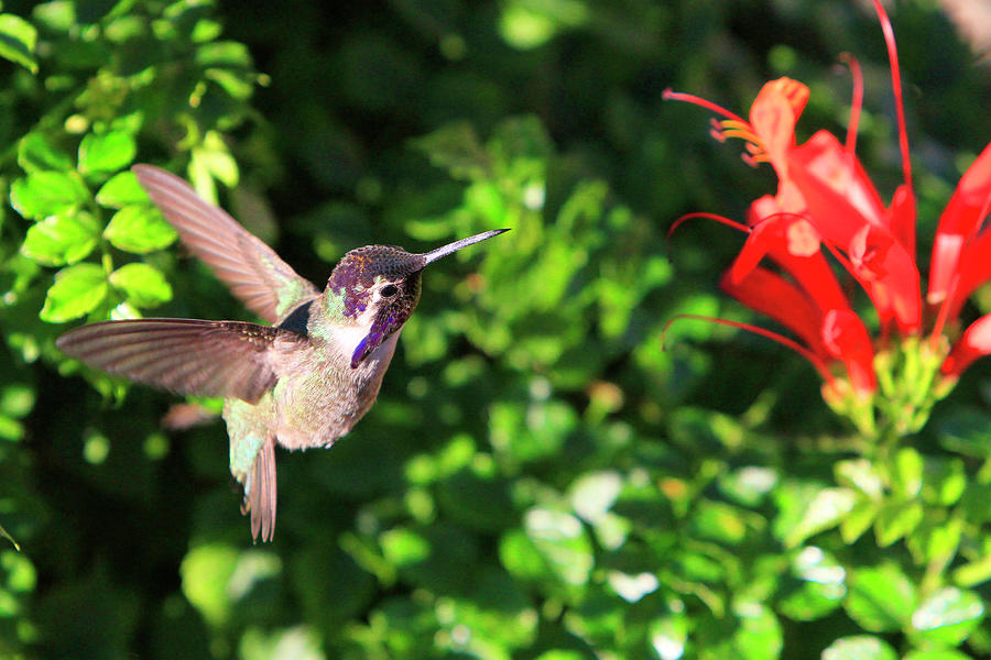 Costas Hummingbird in Flight Photograph by Shoal Hollingsworth