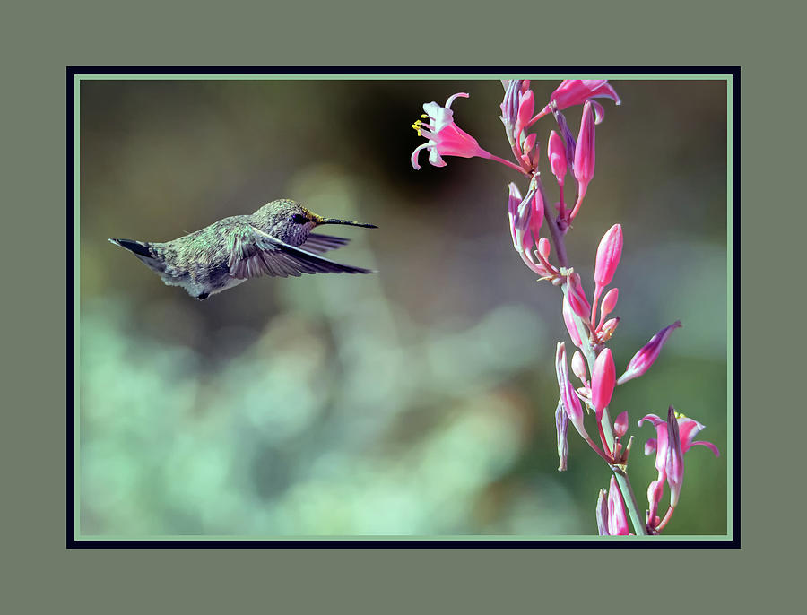 Costas Hummingbird 0556-051318-1cr-matte Photograph by Tam Ryan