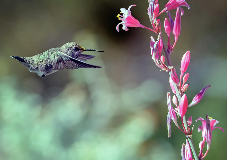 Costas Hummingbird 0556-051318-1cr Photograph by Tam Ryan