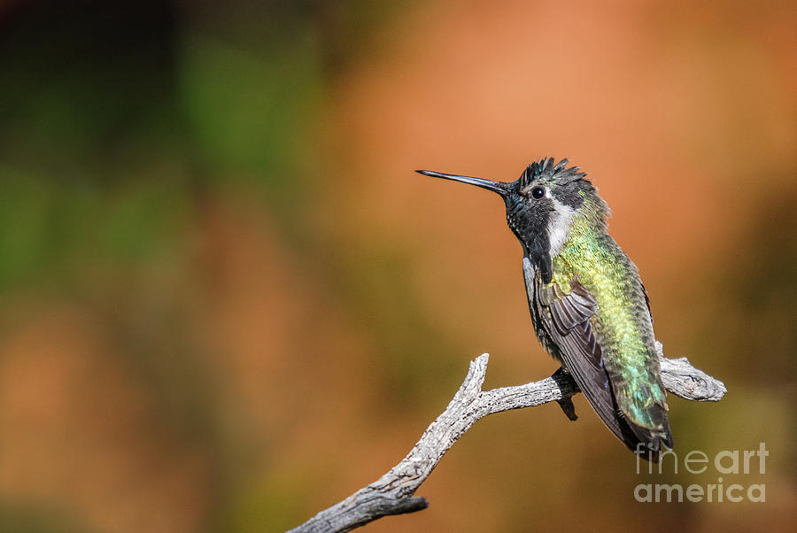 Costas Hummingbird 5 Photograph by Al Andersen