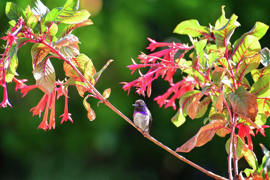 Costas Hummingbird and Honeysuckle in Morning Light Photograph by Lynn Bauer
