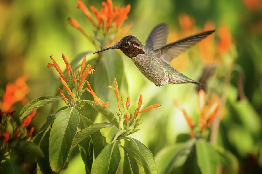 Costas Hummingbird and Mexican Honeysuckle  Photograph by Saija Lehtonen