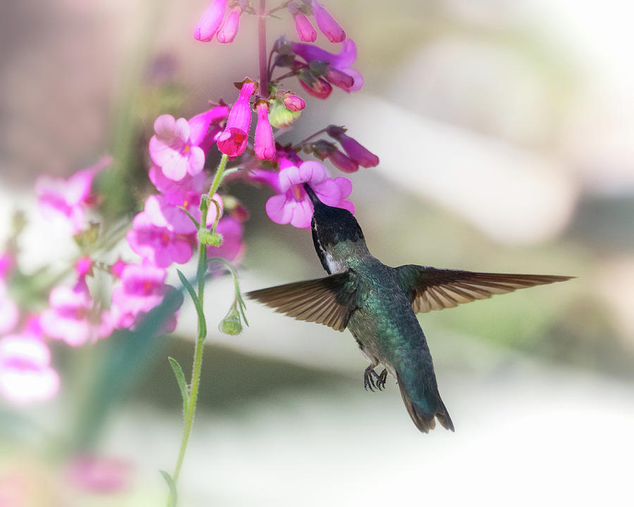 Costas Hummingbird and the Pink Penstemon  Photograph by Saija Lehtonen