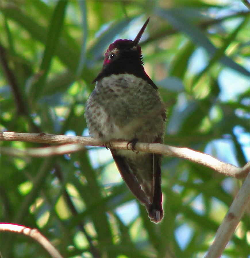 Costas Hummingbird Photograph by Carl Moore