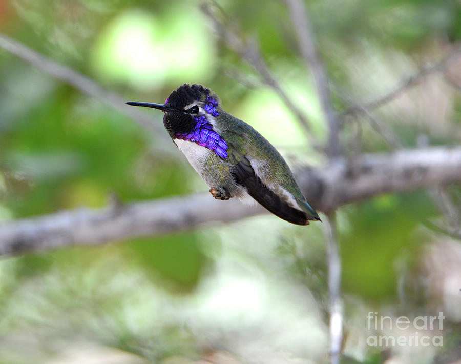 Costas Hummingbird Photograph by Denise Bruchman