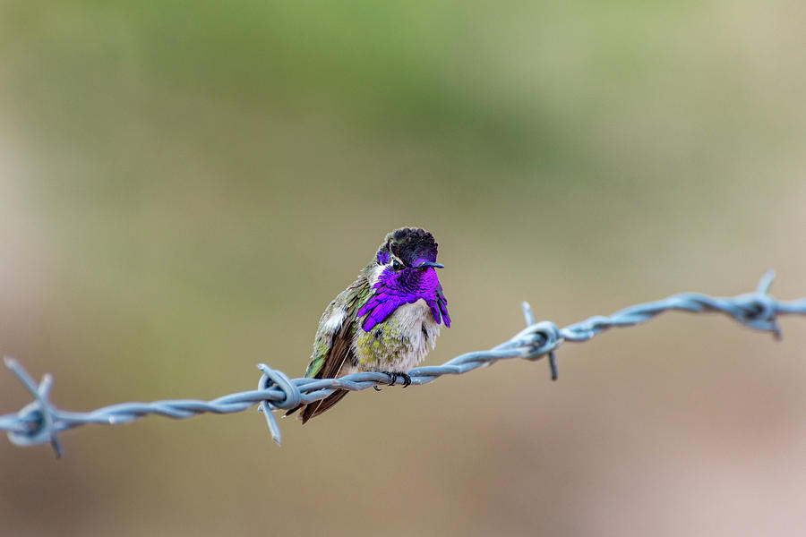 Costas Hummingbird Photograph by Douglas Killourie