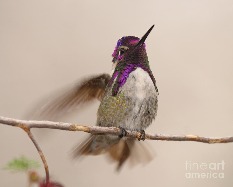 Costas Hummingbird Fluttering To Regain Balance Photograph by Max Allen