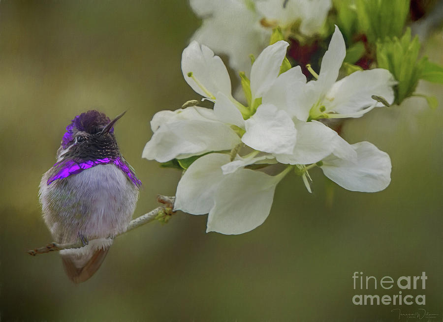 Costas Hummingbird on an Anacacho Orchid Branch Photograph by Teresa Wilson