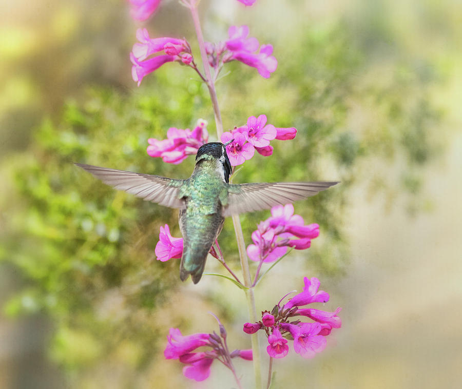 Costas Hummingbird on the Pink Penstemon  Photograph by Saija Lehtonen