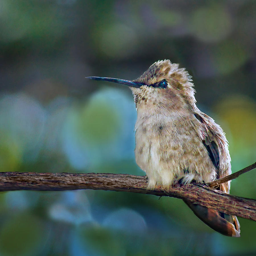 Costas Hummingbird - Square Photograph by Nikolyn McDonald