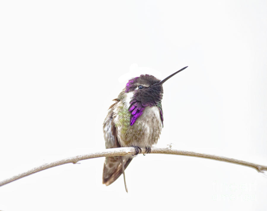 Costas Hummingbird  on an overcast day  Photograph by Ruth Jolly