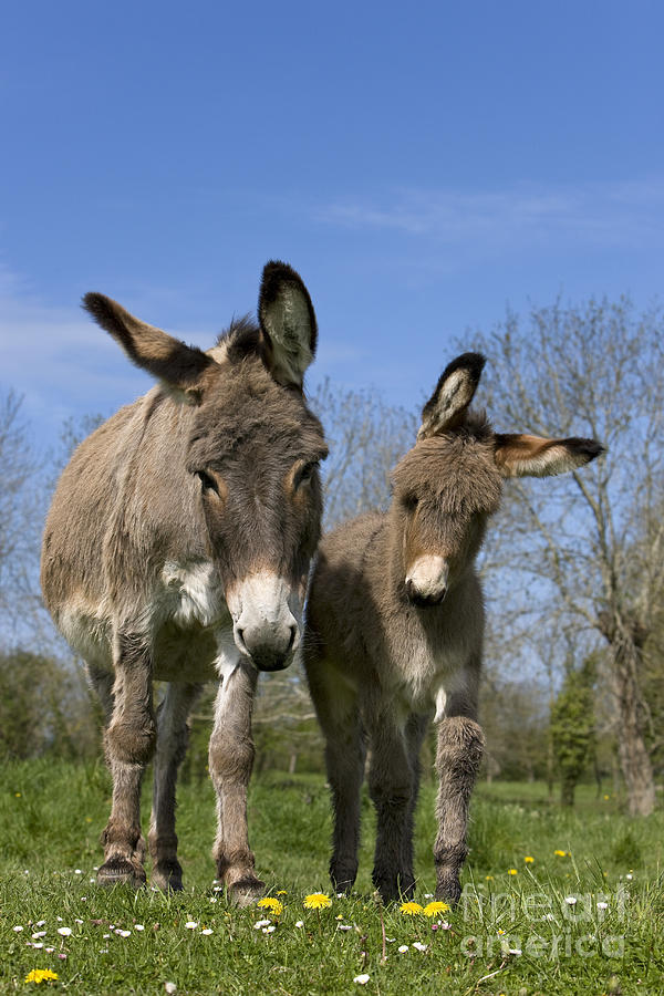 Donkey Photograph - Cotentin Donkeys by Jean-Louis Klein & Marie-Luce Hubert