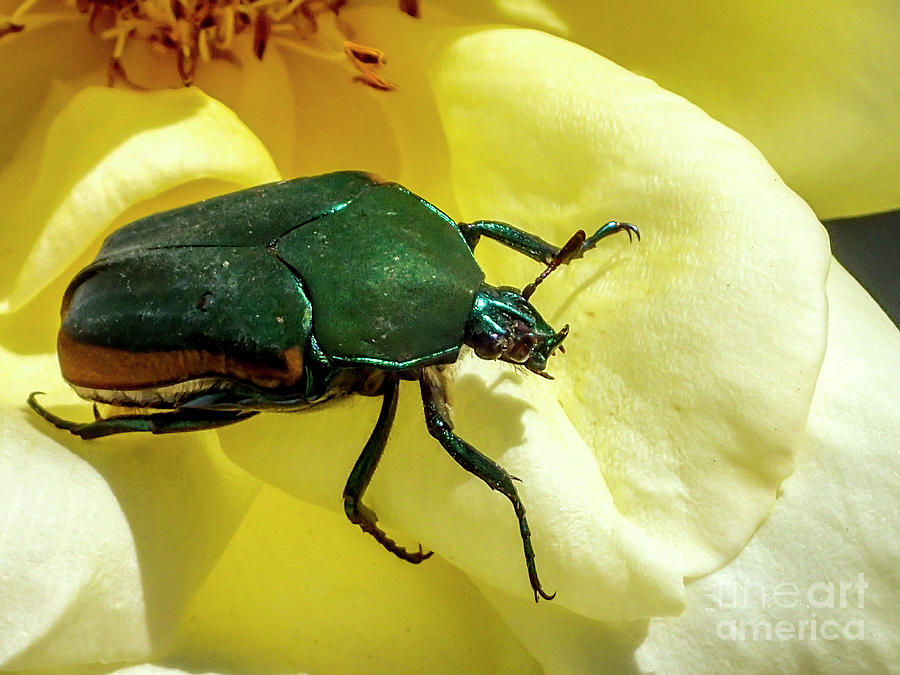 Cotinis mutabilis - Green June Beetle Photograph by Shawn Jeffries