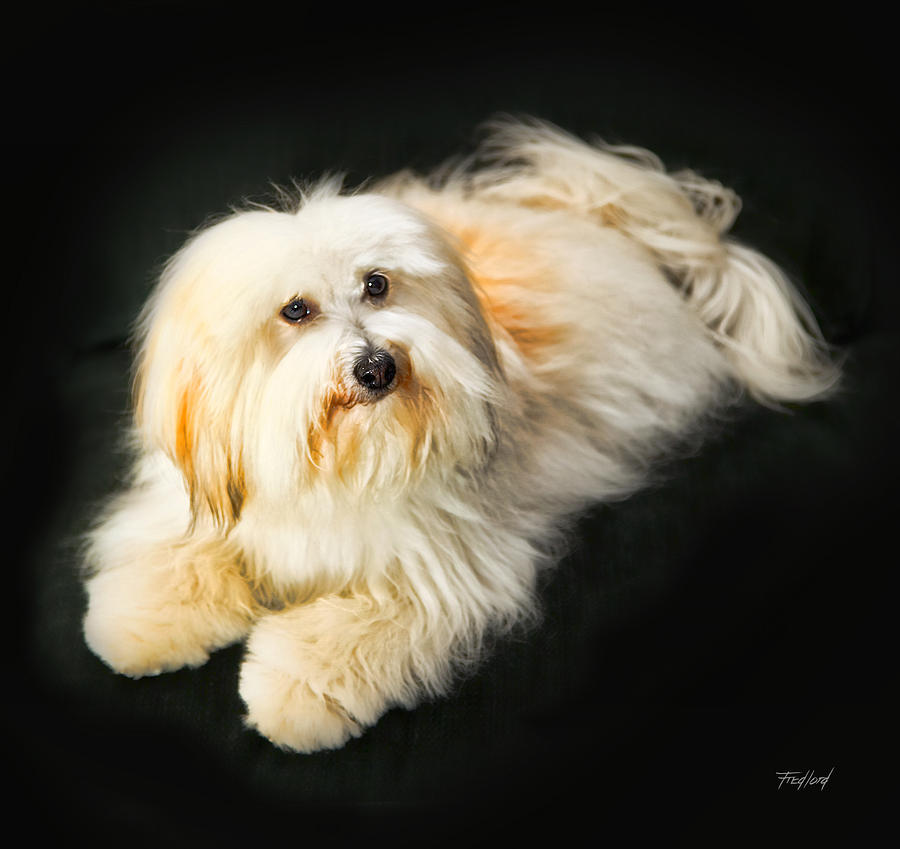 Coton de Tulear - Button Photograph by Fred J Lord