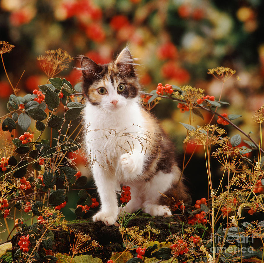 Cotoneaster Cat Photograph by Warren Photographic