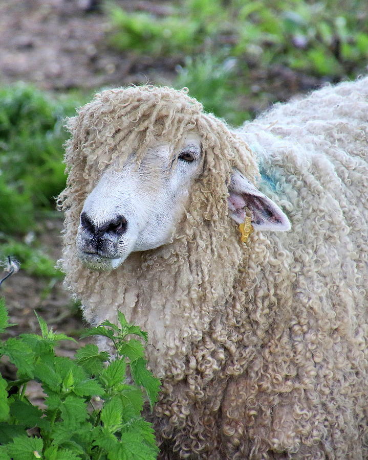 Cotswold sheep Photograph by Arvin Miner