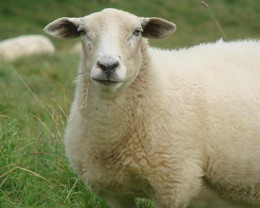 Cotswold sheep II Photograph by Wayne Whitney | Fine Art America