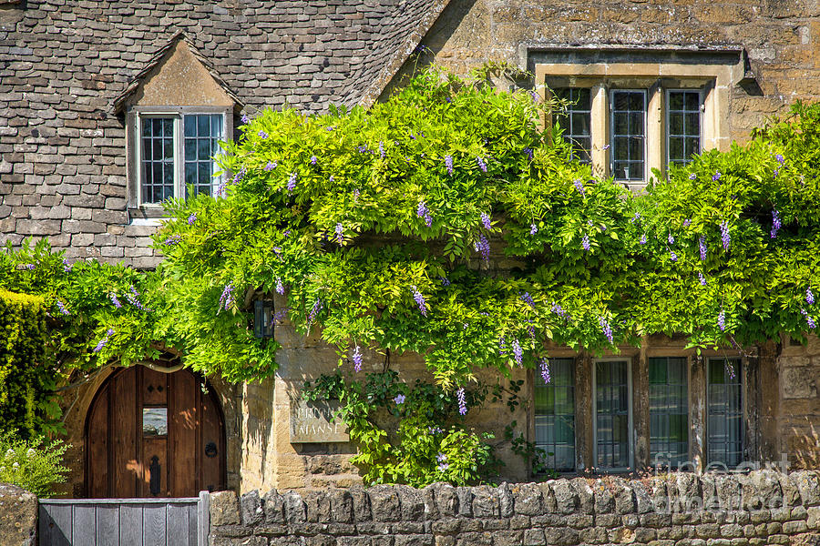 Cotswolds Wysteria II Photograph by Brian Jannsen