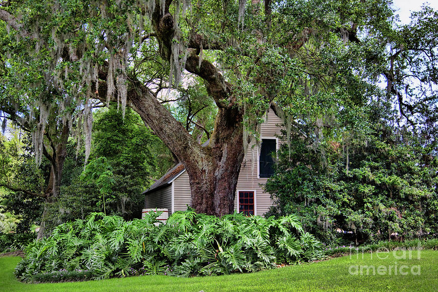 Cottage Landscape Louisiana  Photograph by Chuck Kuhn