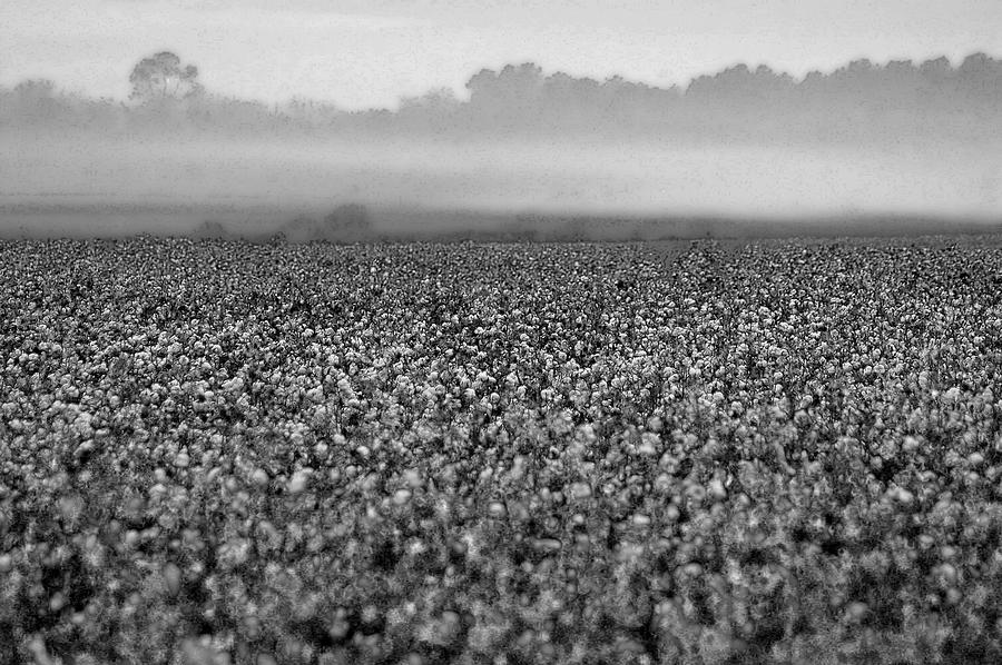 Cotton and Fog Digital Art by Michael Thomas