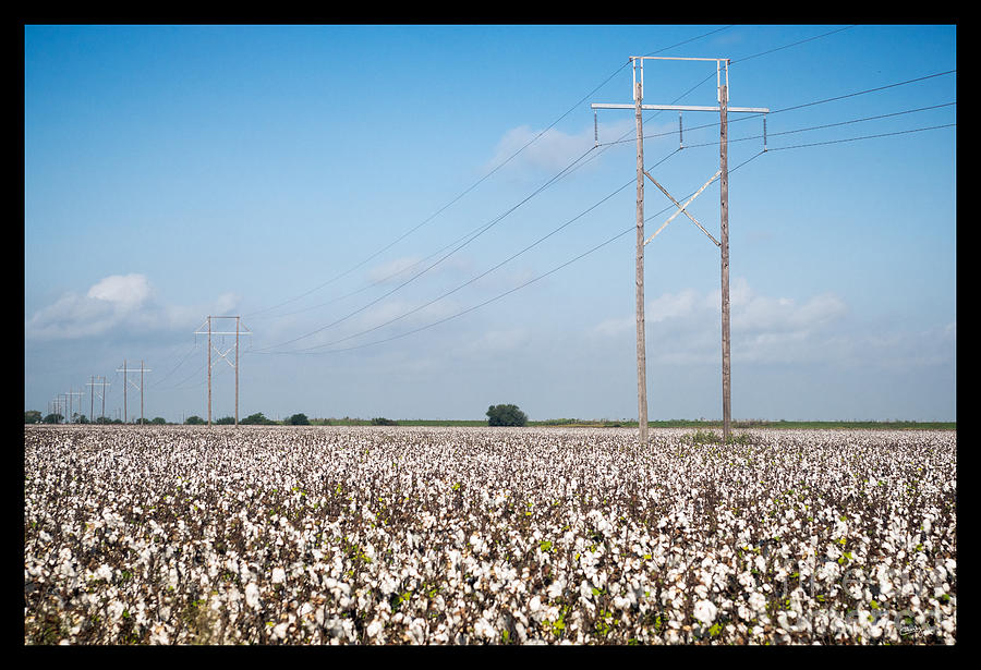 Cotton and Power Lines Photograph by Imagery by Charly