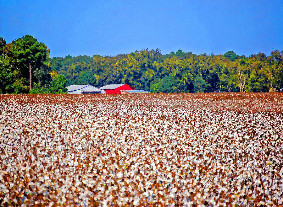 Cotton and the Red Barn Painting by Michael Thomas