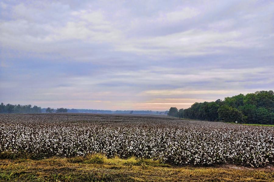 Cotton As Far As You Can See Photograph by Jan Amiss Photography