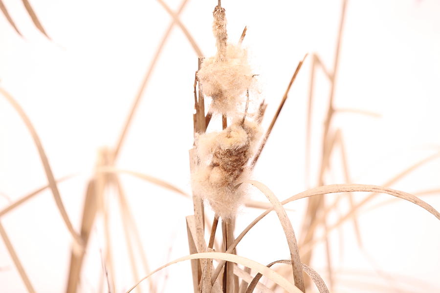 Cotton Ball on a Stick Photograph by Creations by Shaunna Lynn Fine