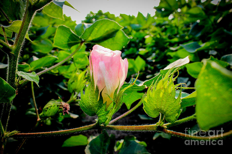 Cotton Blossom by Jim Raines