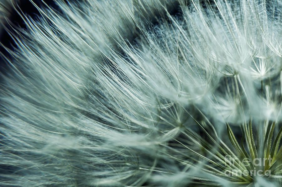 Cotton Blue Dandelion Photograph by Iris Greenwell