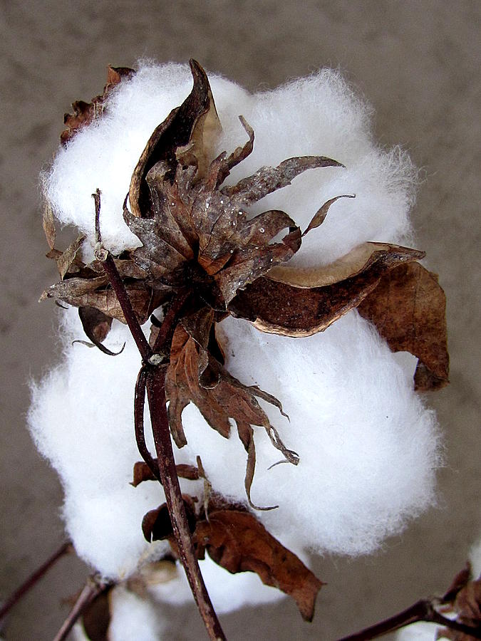 Cotton Boll  Photograph by Christopher Mercer
