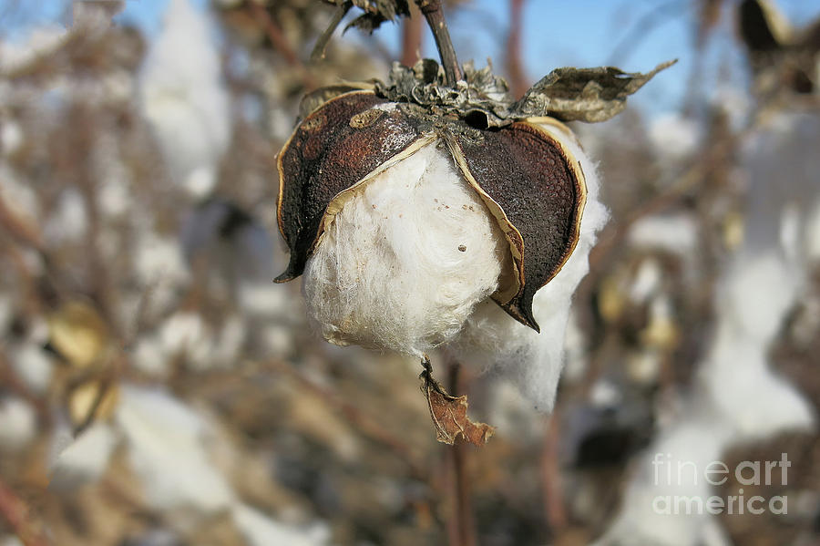 Cotton Boll Photograph by Teresa Zieba