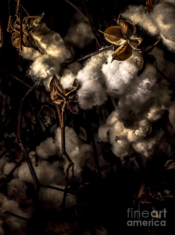 Cotton Bolls Photograph by James Aiken