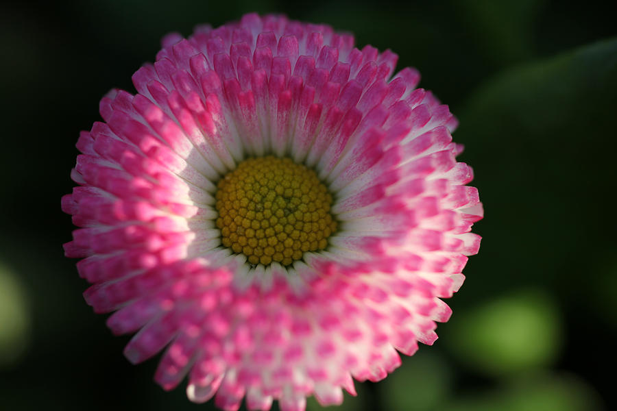 Cotton Candy English Daisy Photograph by Tammy Pool