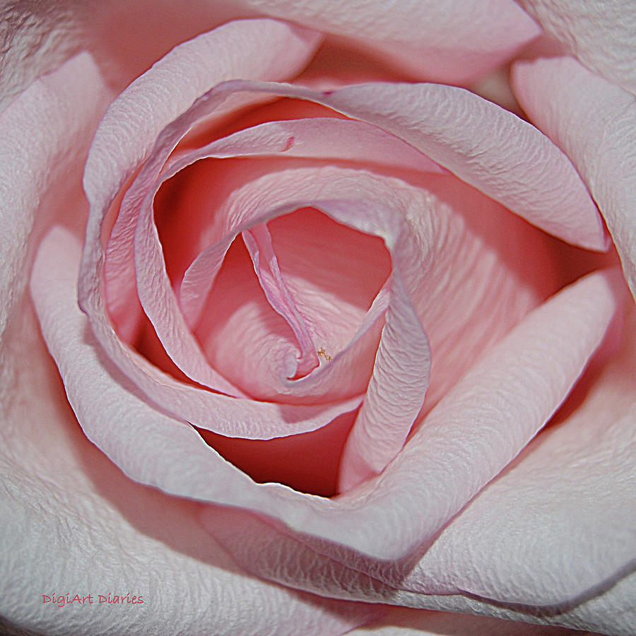 Pink Neon Rose Photograph by DigiArt Diaries by Vicky B Fuller - Pixels