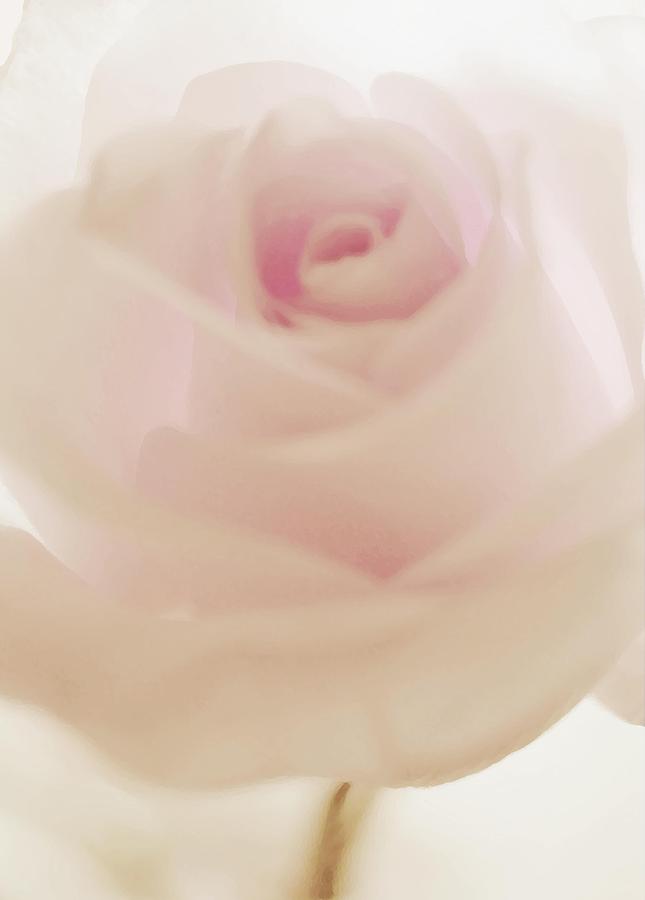 Rose Photograph - Cotton Candy Rose by The Art Of Marilyn Ridoutt-Greene