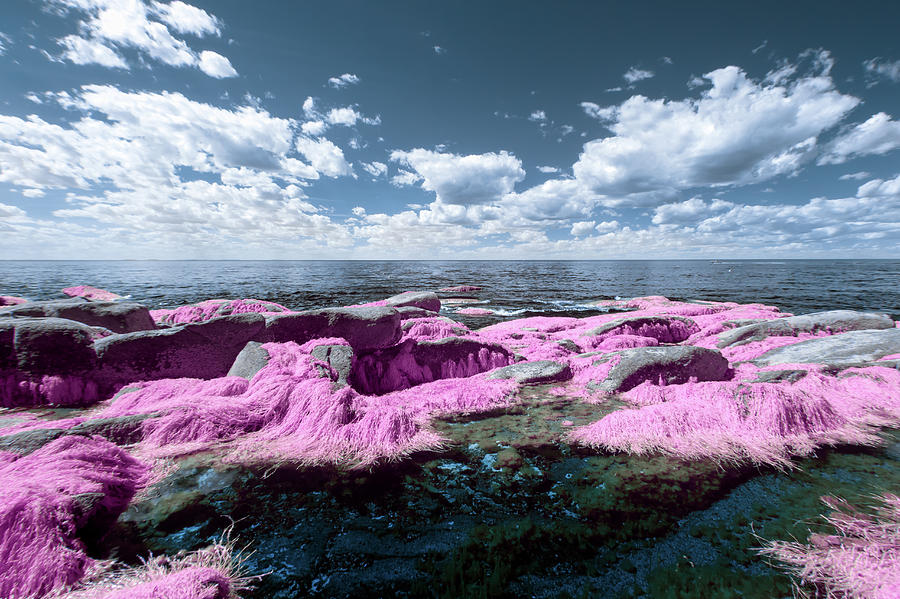 Cotton Candy Seaweed Photograph by Brian Hale