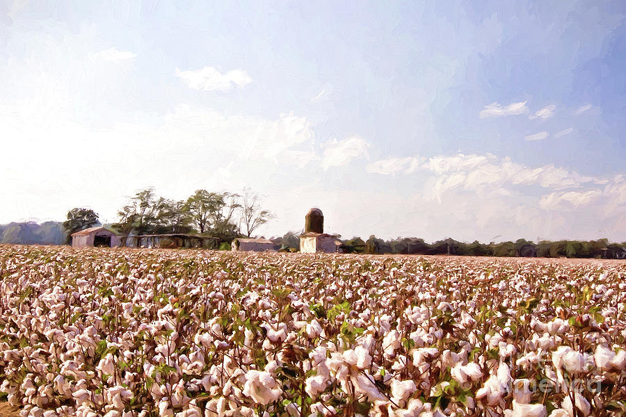 Cotton Crop - digital painting Photograph by Scott Pellegrin