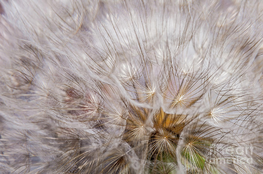 Cotton Dandelion Photograph by Iris Greenwell