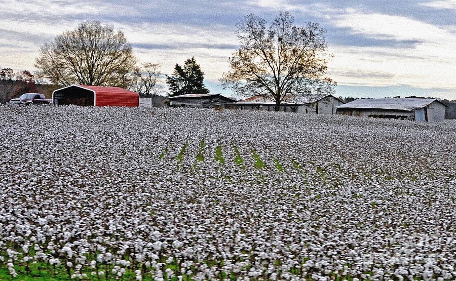 Cotton Farm Photograph by Lydia Holly