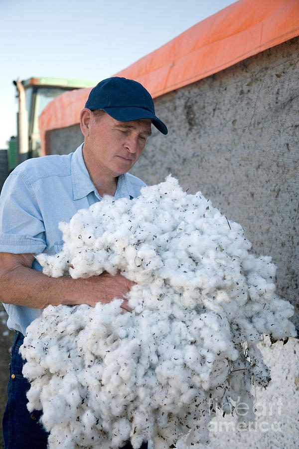 Cotton Farmer Photograph by Inga Spence