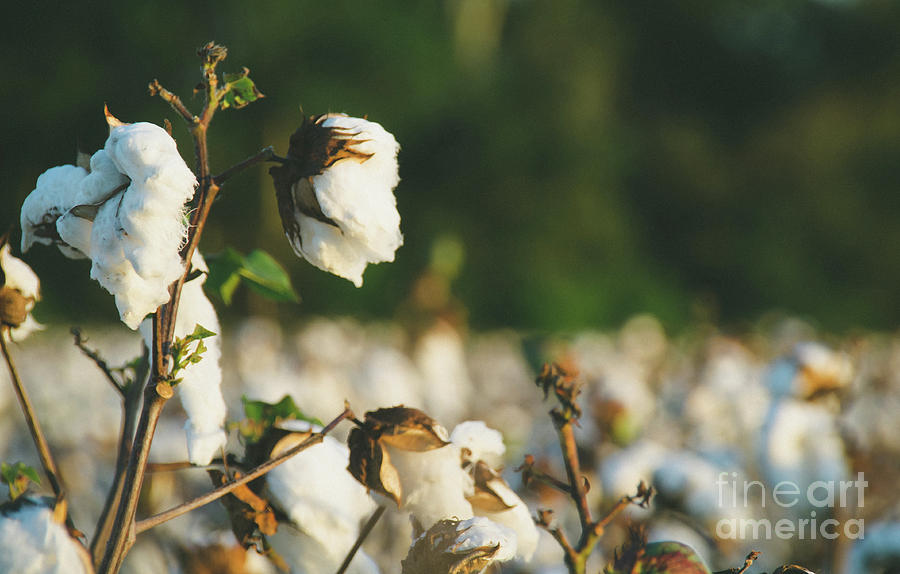 Cotton Field 10 Photograph by Andrea Anderegg