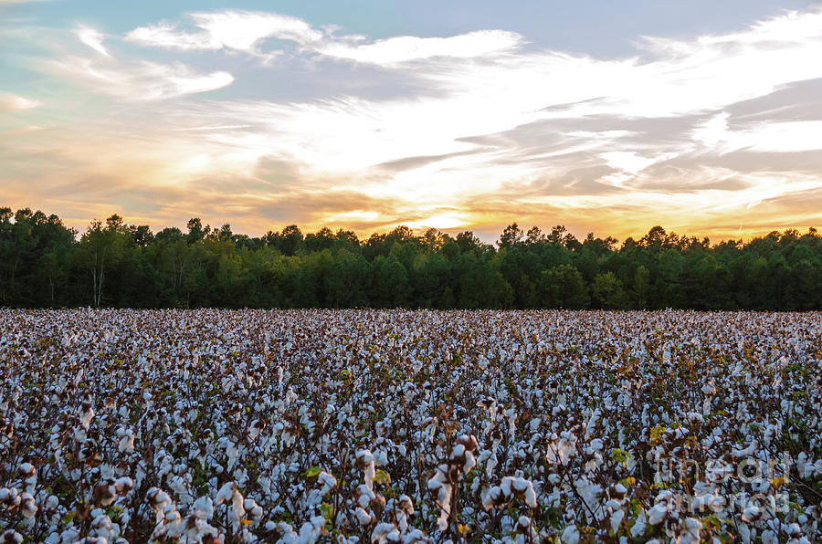 Cotton Field 11 Photograph by Andrea Anderegg