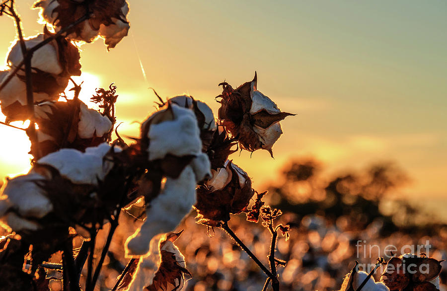 Cotton Field 12 Photograph by Andrea Anderegg
