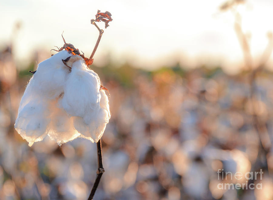 Cotton Field 14 Photograph by Andrea Anderegg