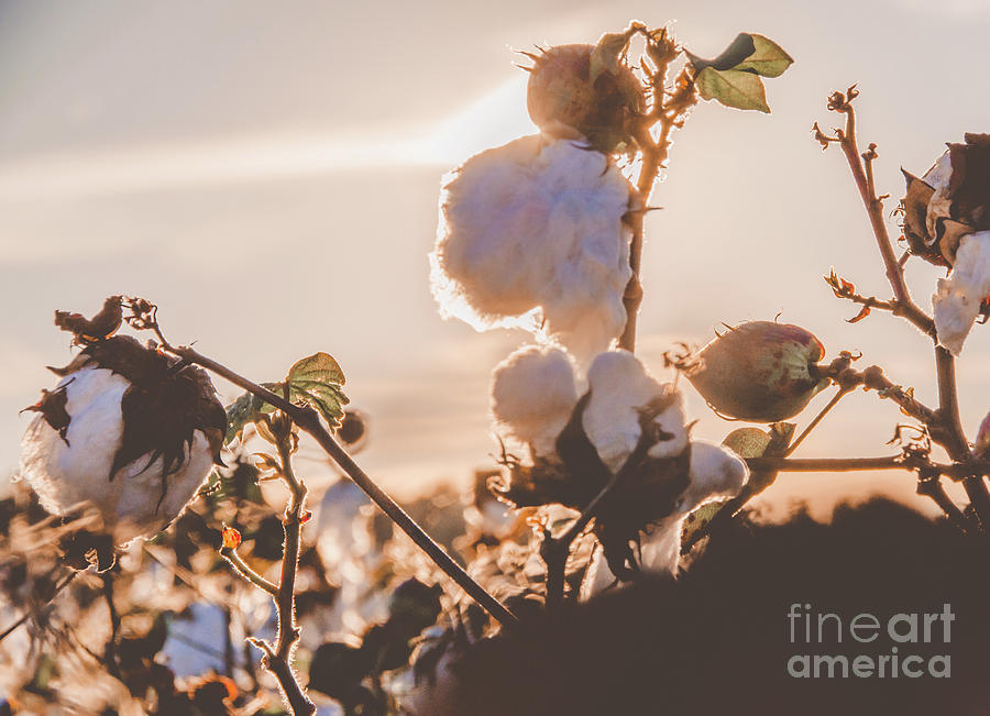 Cotton Field 15 Photograph by Andrea Anderegg