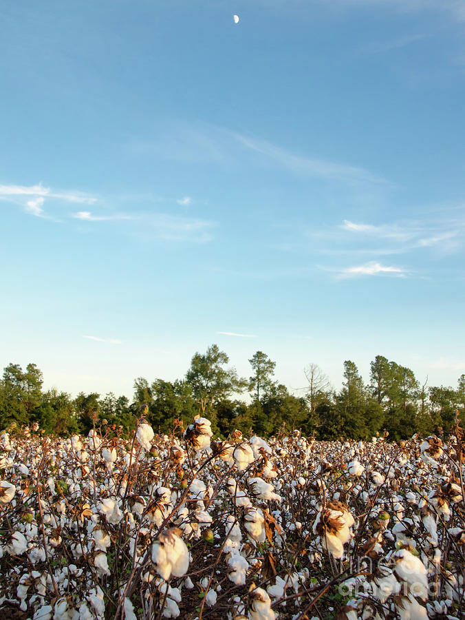 Cotton Field 16 Photograph by Andrea Anderegg