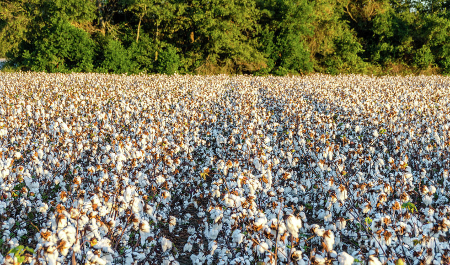 Cotton Field 17 Photograph by Andrea Anderegg