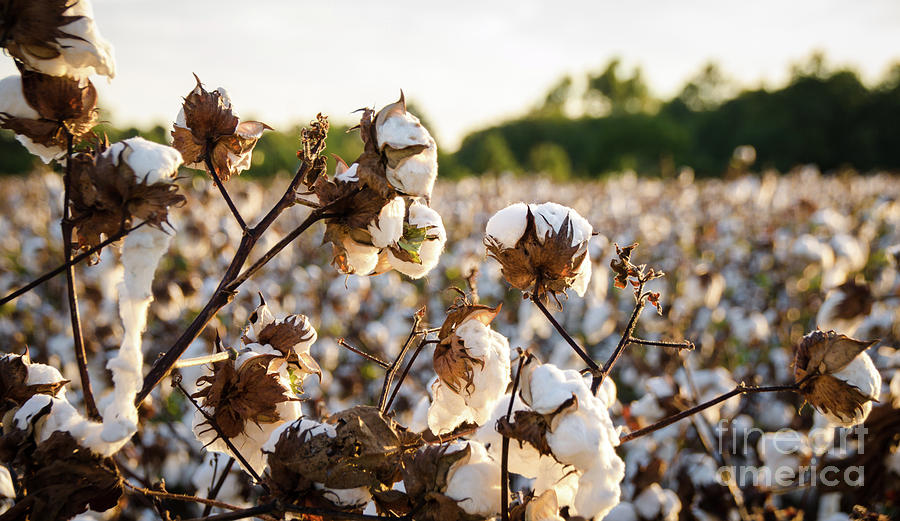Cotton Field 19 Photograph by Andrea Anderegg