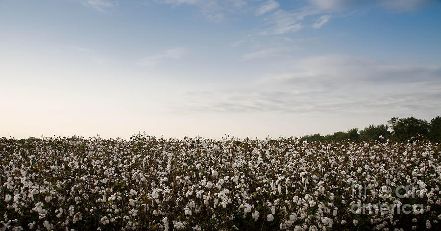 Cotton Field 2 Photograph by Andrea Anderegg